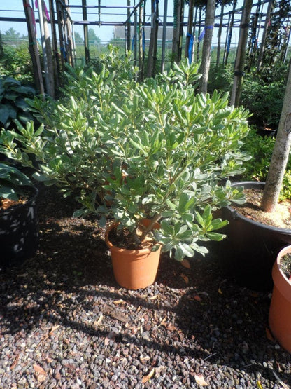  Australische Laurier (Pittosporum Tobira 'Variegatum')