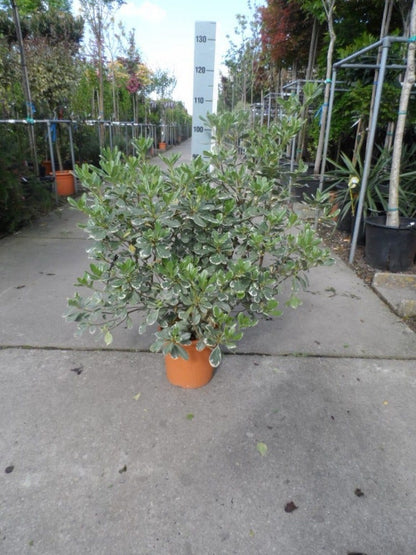  Australische Laurier (Pittosporum Tobira 'Variegatum')