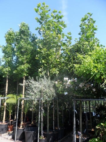  Plataan (Platanus Hispanica)