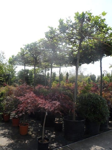  Dakplataan (Platanus Hispanica )