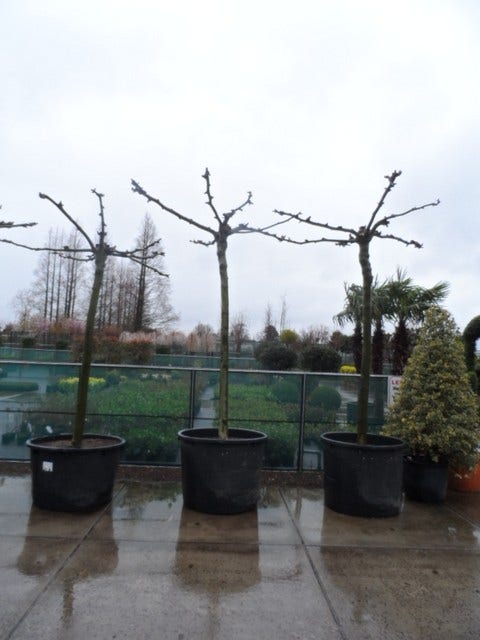  Dakplataan (Platanus Hispanica )