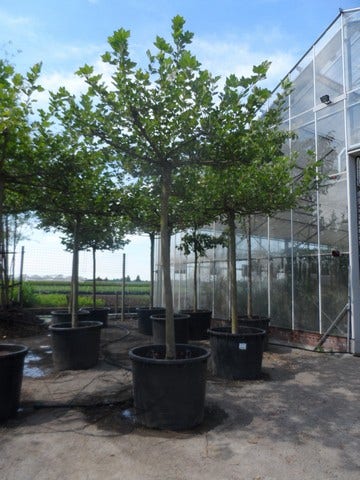  Dakplataan (Platanus Hispanica )