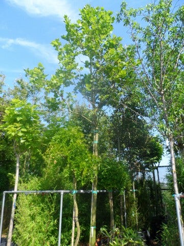  Plataan (Platanus Hispanica)