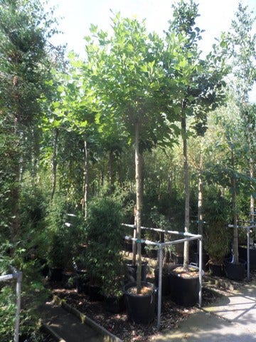  Bolplataan (Platanus 'Alphen's Globe')