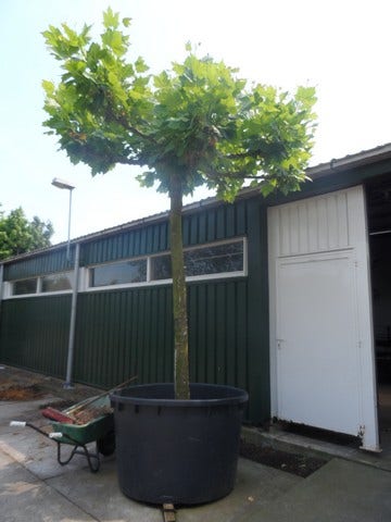 Dakplataan (Platanus Hispanica )