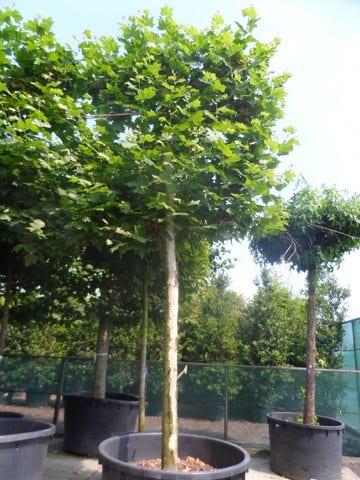  Leiplataan (Platanus Hispanica)