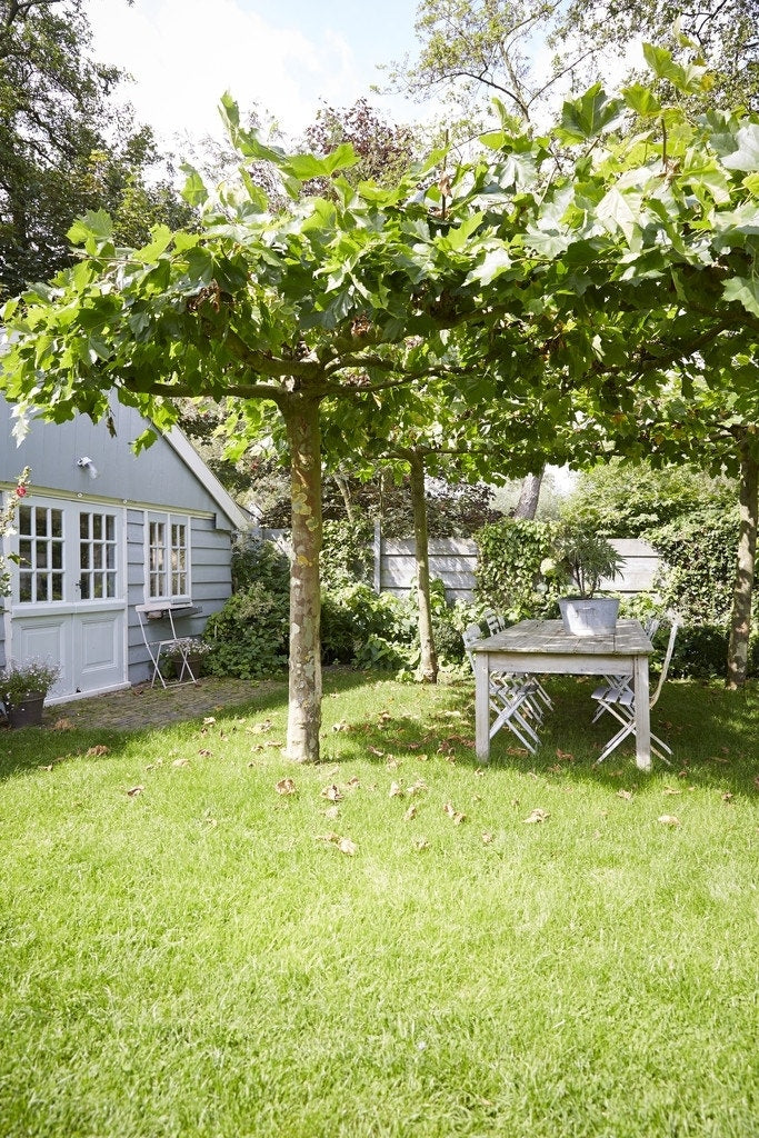  Dakplataan (Platanus Hispanica )
