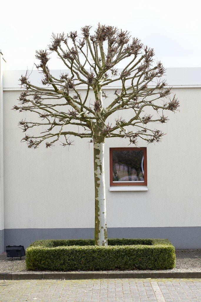 Bolplataan (Platanus 'Alphen's Globe')
