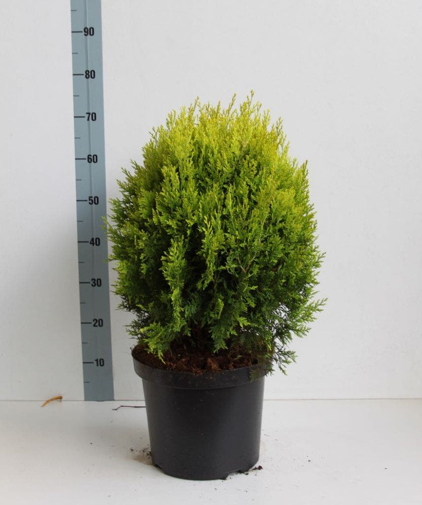  Levensboom (Thuja Orientalis 'Aurea Nana')