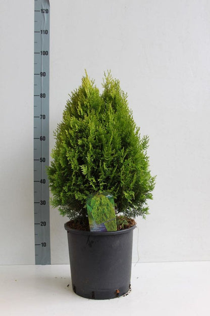  Levensboom (Thuja Orientalis 'Aurea Nana')
