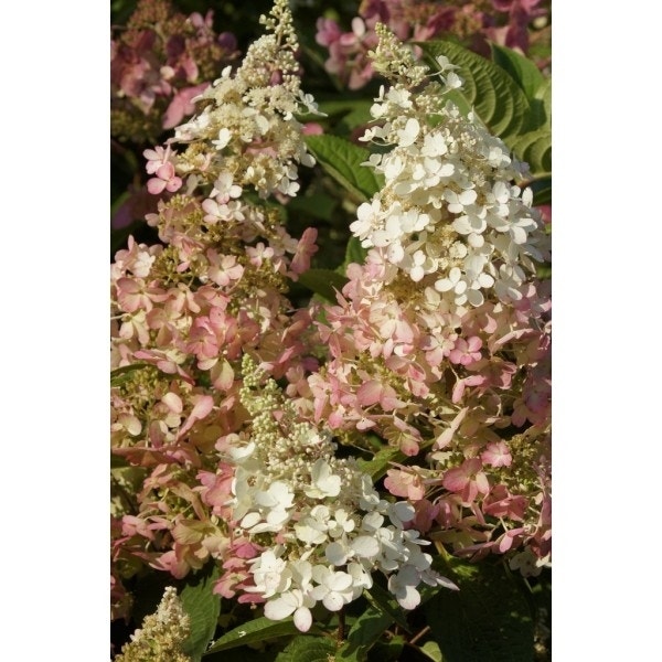  Pluimhortensia (Hydrangea Paniculata 'Bobo')