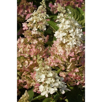  Pluimhortensia (Hydrangea Paniculata 'Bobo')