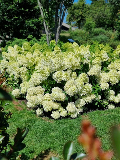  Pluimhortensia (Hydrangea Paniculata 'Skyfall')