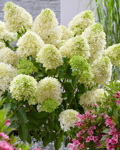  Pluimhortensia (Hydrangea Paniculata 'Skyfall')