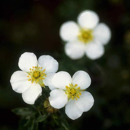  Ganzerik (Potentilla Fruticosa 'Abbotswood')