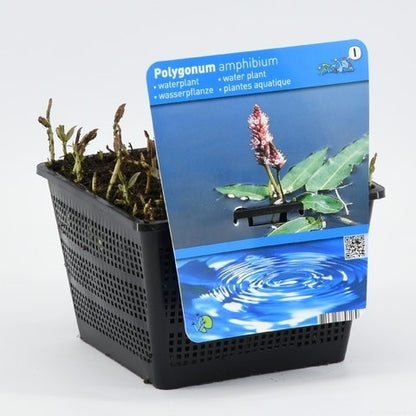  Veenwortel (Polygonum Amphibium)