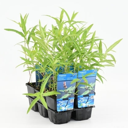  Veenwortel (Polygonum Amphibium)