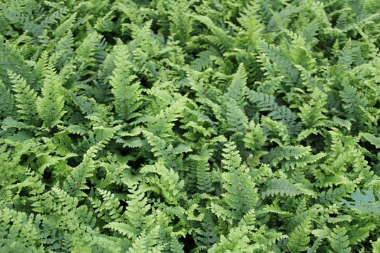  Niervaren, Naaldvaren (Polystichum Setiferum 'Dahlem')