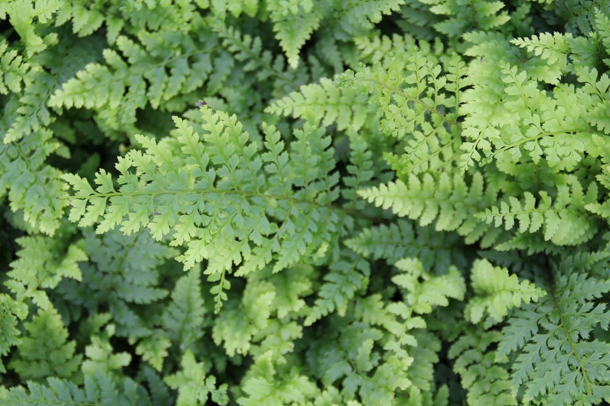  Niervaren, Naaldvaren (Polystichum Setiferum 'Dahlem')