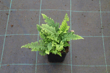  Niervaren, Naaldvaren (Polystichum Setiferum 'Dahlem')