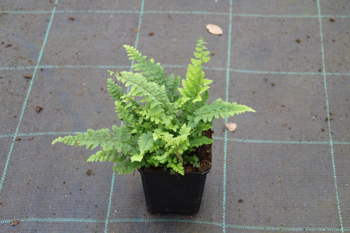  Niervaren, Naaldvaren (Polystichum Setiferum 'Dahlem')