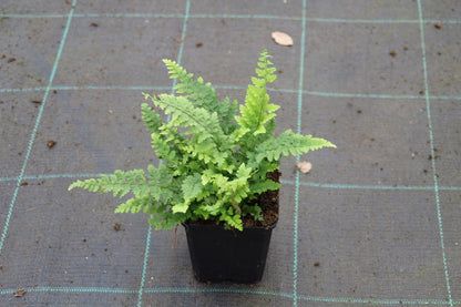  Niervaren, Naaldvaren (Polystichum Setiferum 'Dahlem')