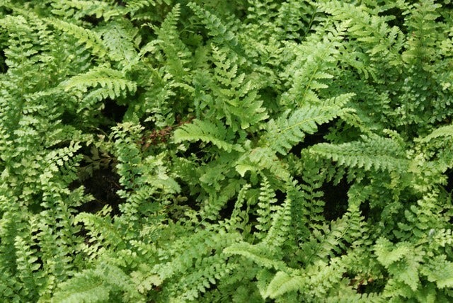  Naaldvaren (Polystichum Setiferum 'Herrenhausen') BIO
