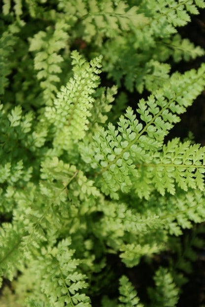  Naaldvaren (Polystichum Setiferum 'Herrenhausen') BIO