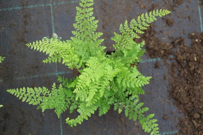  Naaldvaren (Polystichum Setiferum 'Herrenhausen') BIO