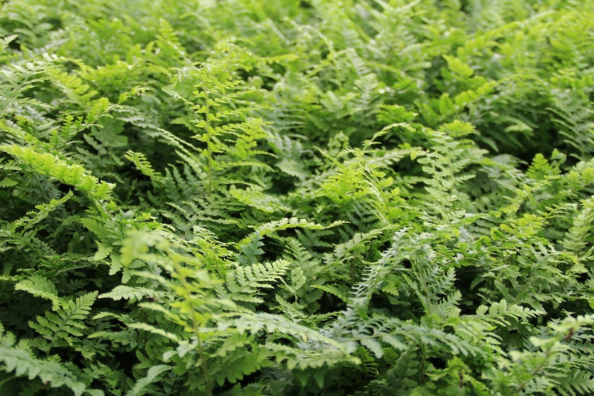  Naaldvaren (Polystichum Setiferum)