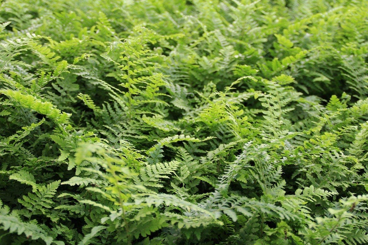  Borderpakket Jungle Border