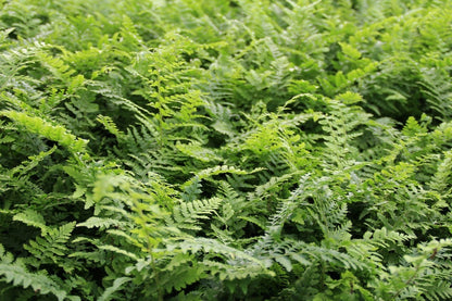  Naaldvaren (Polystichum Setiferum)