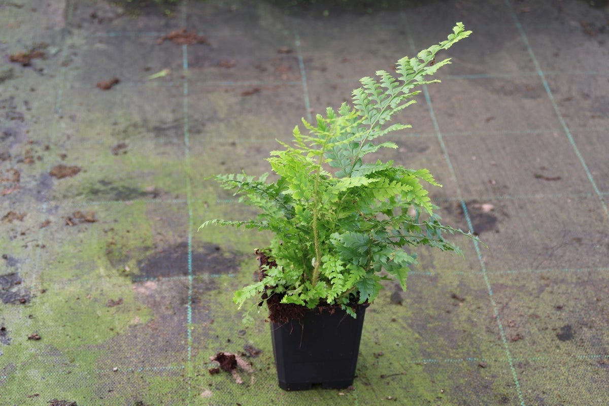  Naaldvaren (Polystichum Setiferum)