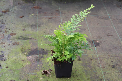  Naaldvaren (Polystichum Setiferum)