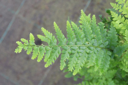  Naaldvaren (Polystichum Setiferum)