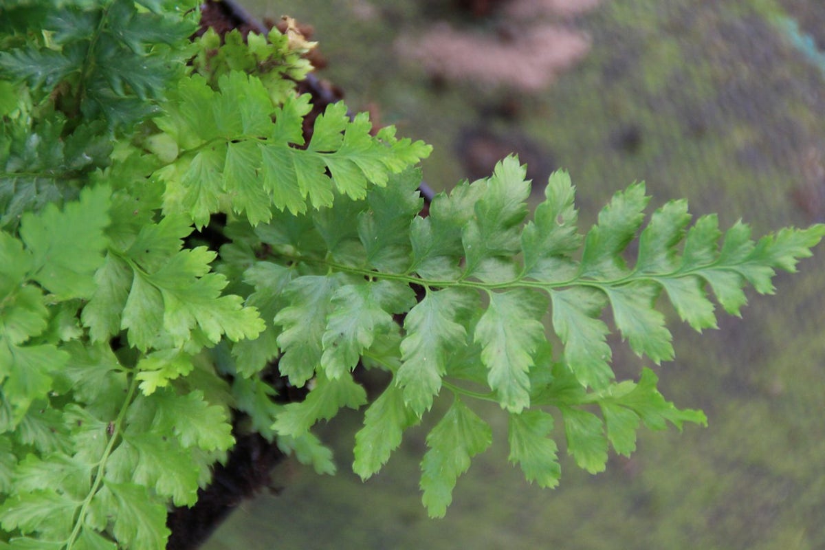  Naaldvaren (Polystichum Setiferum)