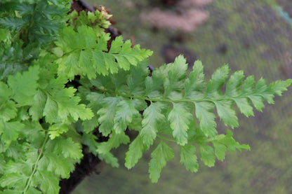  Naaldvaren (Polystichum Setiferum)
