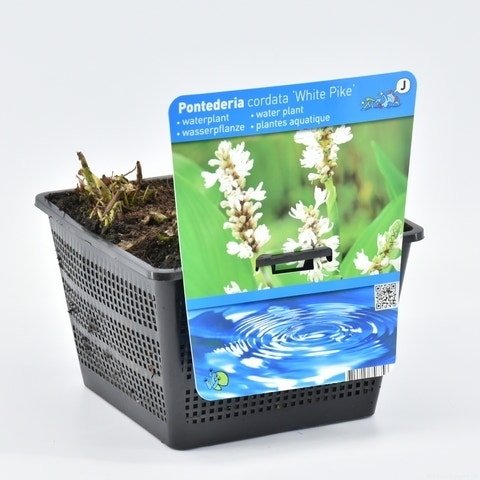  Wit Snoekkruid (Pontederia Cordata 'Alba')