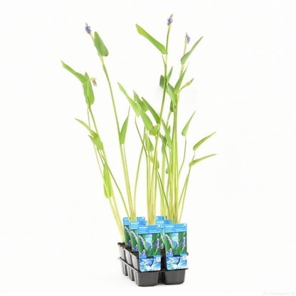  Reuze Snoekkruid (Pontederia Cordata 'Lanceolata')