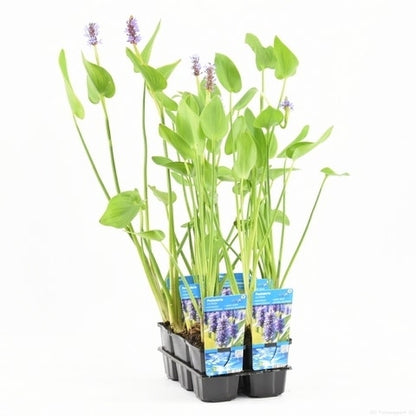  Snoekkruid (Pontederia Cordata)