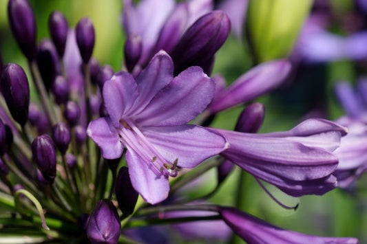  Afrikaanse Lelie (Agapanthus 'Poppin Purple')