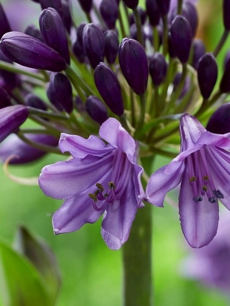  Afrikaanse Lelie (Agapanthus 'Poppin Purple')