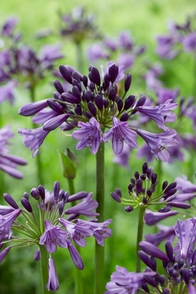  Afrikaanse Lelie (Agapanthus 'Poppin Purple')