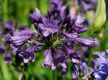  Afrikaanse Lelie (Agapanthus 'Poppin Purple')