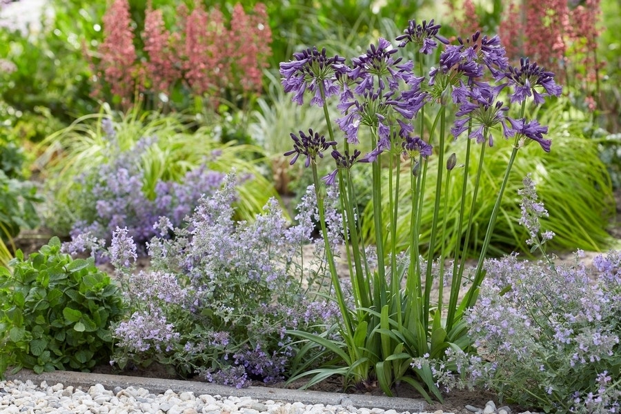  Afrikaanse Lelie (Agapanthus 'Poppin Purple')