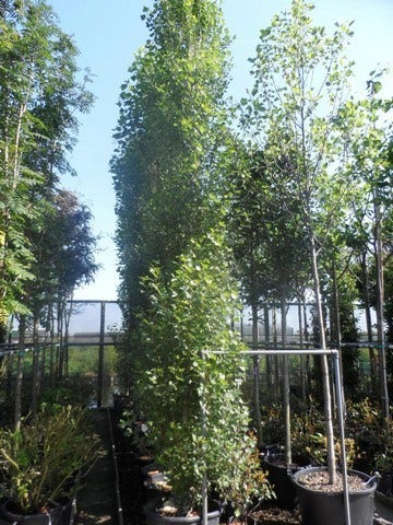  Italiaanse Populier (Populus Nigra 'Italica')