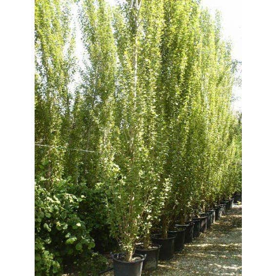  Italiaanse Populier, Bosplantsoen (Populus Nigra 'Italica')
