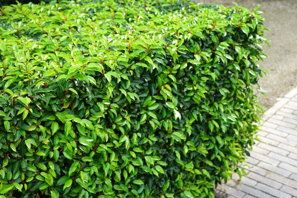  Portugese Laurier (Prunus Lusitanica)