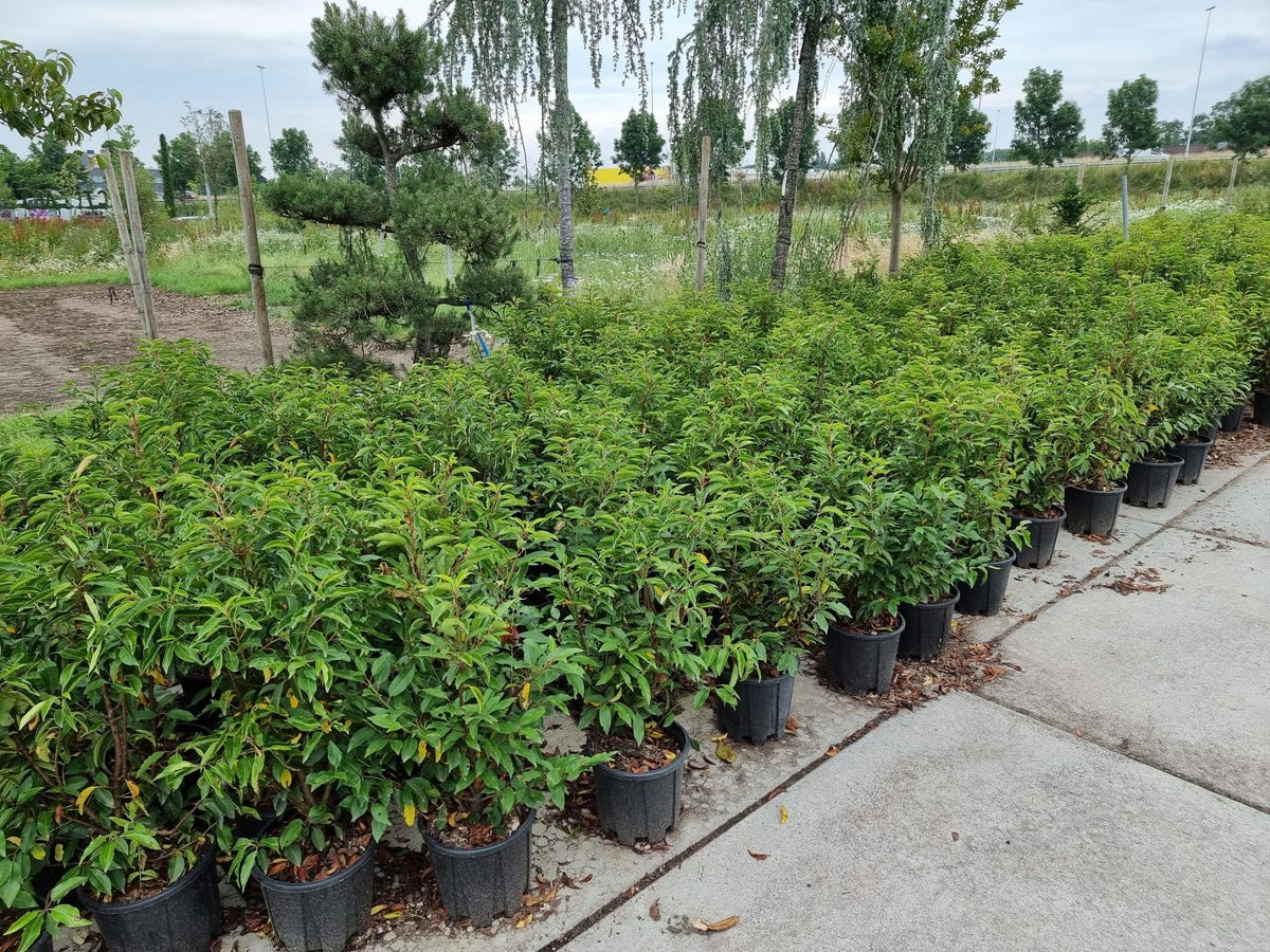  Portugese Laurier (Prunus Lusitanica 'Angustifolia')
