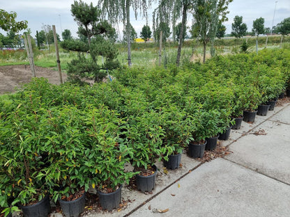  Portugese Laurier (Prunus Lusitanica 'Angustifolia')